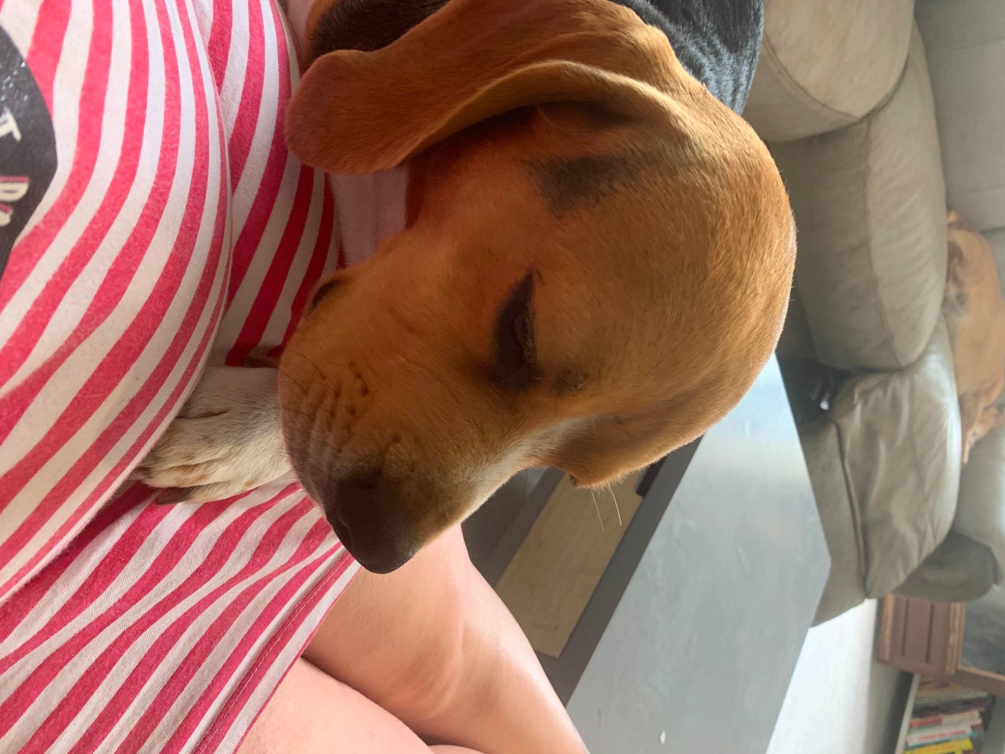 Naska a rejoint le concours — aidez-le/la à gagner de superbes lots ! canidae, carnivore, comfort, companion_dog, dog, dog_breed, ear, fawn, hat, human_leg, liver, non_sporting_group, selfie, snout, sporting_group, sun_hat, working_animal, wrinkle