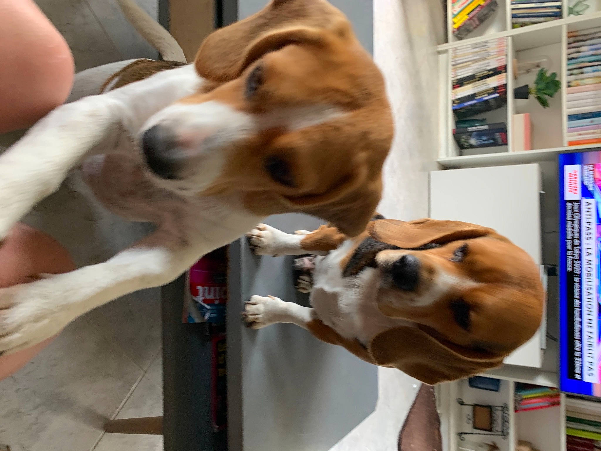 Naska a rejoint le concours — aidez-le/la à gagner de superbes lots ! canidae, carnivore, collar, companion_dog, dog, dog_breed, dog_collar, ear, fawn, fur, jaw, mammal, publication, shelf, snout, sporting_group, vertebrate, whiskers, working_animal, working_dog