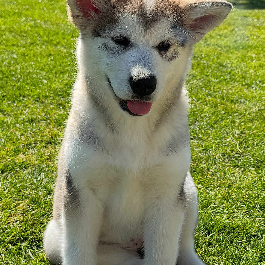 Bella participe au concours pour gagner de l'argent avec cette photo : puppy, dog, grass, outdoor, sunlight, happy, tongue_out, sitting, garden, hedge, tree, canine, pet, animal, cute, fluffy, nature, daytime, young_dog, playful