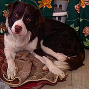 Rusty is registered to the contest to win money with this photo: dog, puppy, black_and_white, lying_down, indoor, portrait, pet, animal, floppy_ears, brown_eyes, white_chest, white_paws, blanket, couch, floral_curtains, home, cozy, relaxed, camera_facing, domestic_animal