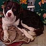 dog, puppy, black_and_white, lying_down, indoor, portrait, pet, animal, floppy_ears, brown_eyes, white_chest, white_paws, blanket, couch, floral_curtains, home, cozy, relaxed, camera_facing, domestic_animal