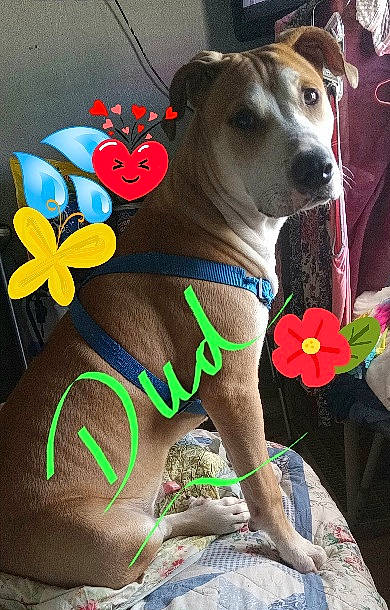 Dudley joined the competition — help win amazing prizes! art, canidae, carnivore, collar, companion_dog, dog, dog_breed, dog_clothes, dog_collar, dog_supply, fashion_accessory, fawn, hat, leash, painting, pet_supply, petal, snout, sporting_group, working_animal