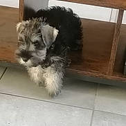Bemol a rejoint le concours — aidez-le/la à gagner de superbes lots ! adorable, animal, black_and_white, canine, cautious, curious, cute, dog, domestic, floor, fur, home, indoor, pet, puppy, resting, small_dog, tile, wooden_furniture, young_dog