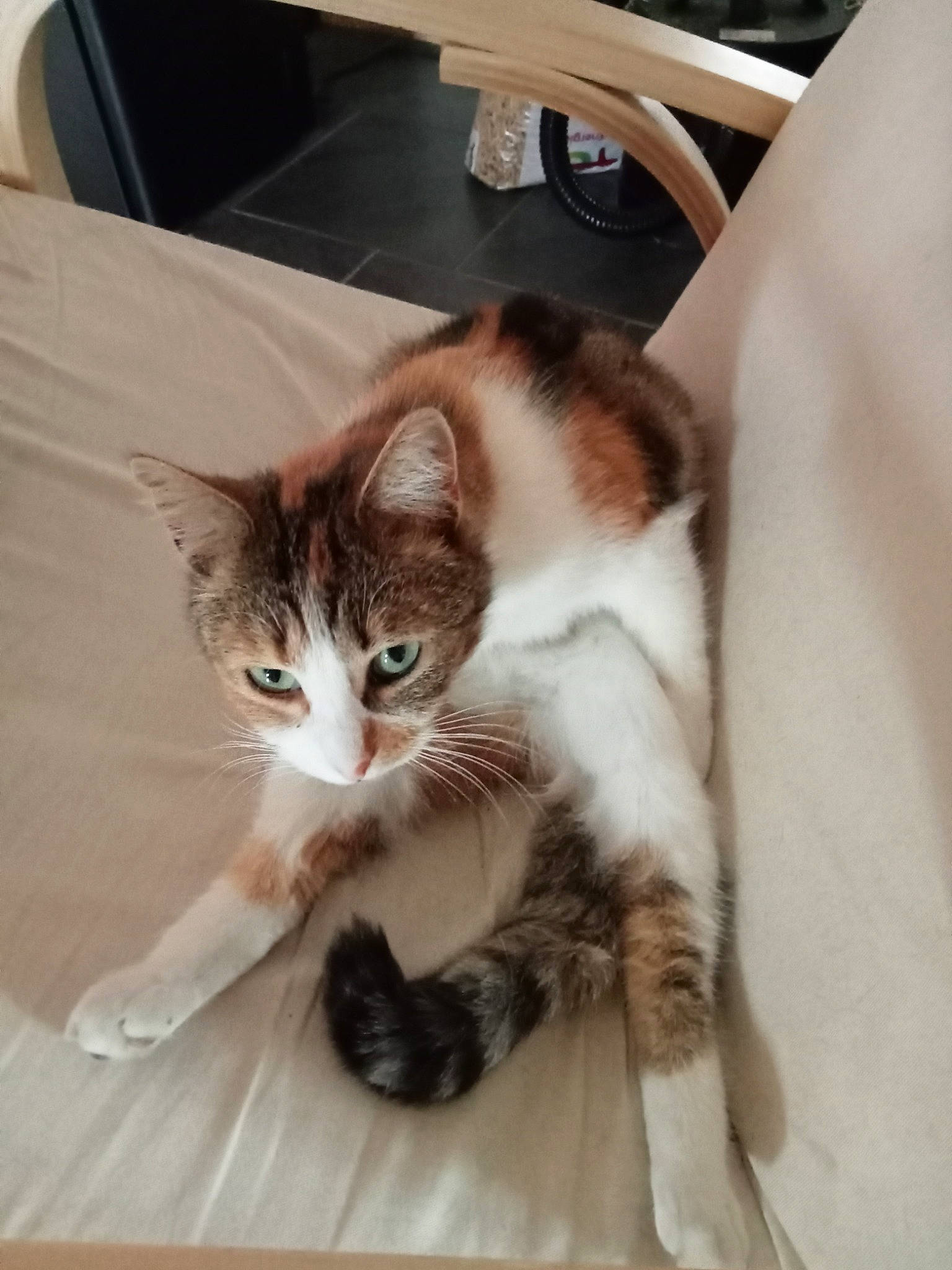 Lilith participe au concours pour gagner de l'argent avec cette photo : box, carnivore, cat, chair, claw, comfort, domestic_short_haired_cat, felidae, flooring, fur, hardwood, paw, small_to_medium_sized_cats, tail, whiskers, window, wood