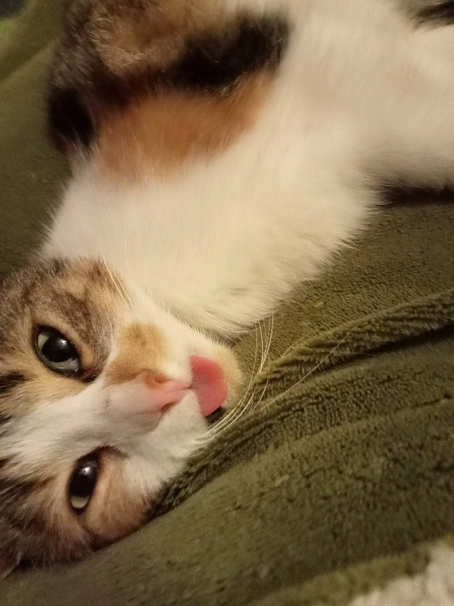 Lilith a rejoint le concours — aidez-le/la à gagner de superbes lots ! carnivore, cat, claw, comfort, domestic_short_haired_cat, felidae, fur, nose, paw, sand, small_to_medium_sized_cats, snout, tail, terrestrial_animal, whiskers, wood