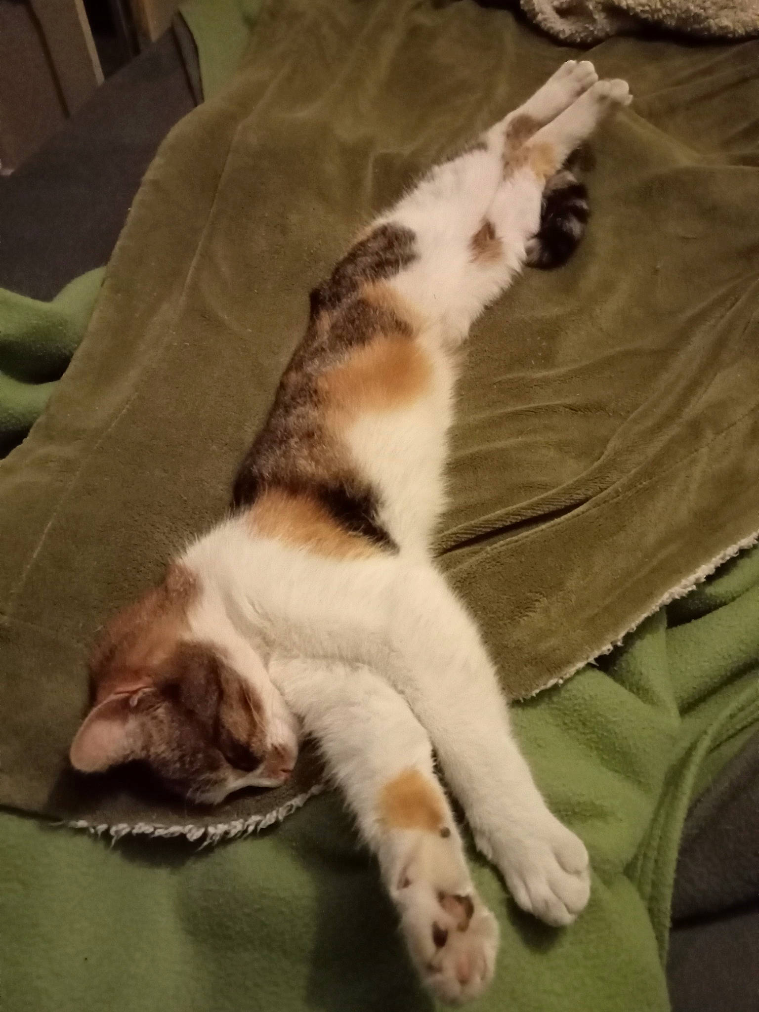 Lilith participe au concours pour gagner de l'argent avec cette photo : canidae, carnivore, cat, claw, comfort, couch, dog_breed, domestic_short_haired_cat, felidae, foot, fur, linens, nap, paw, small_to_medium_sized_cats, tail, terrestrial_animal, whiskers