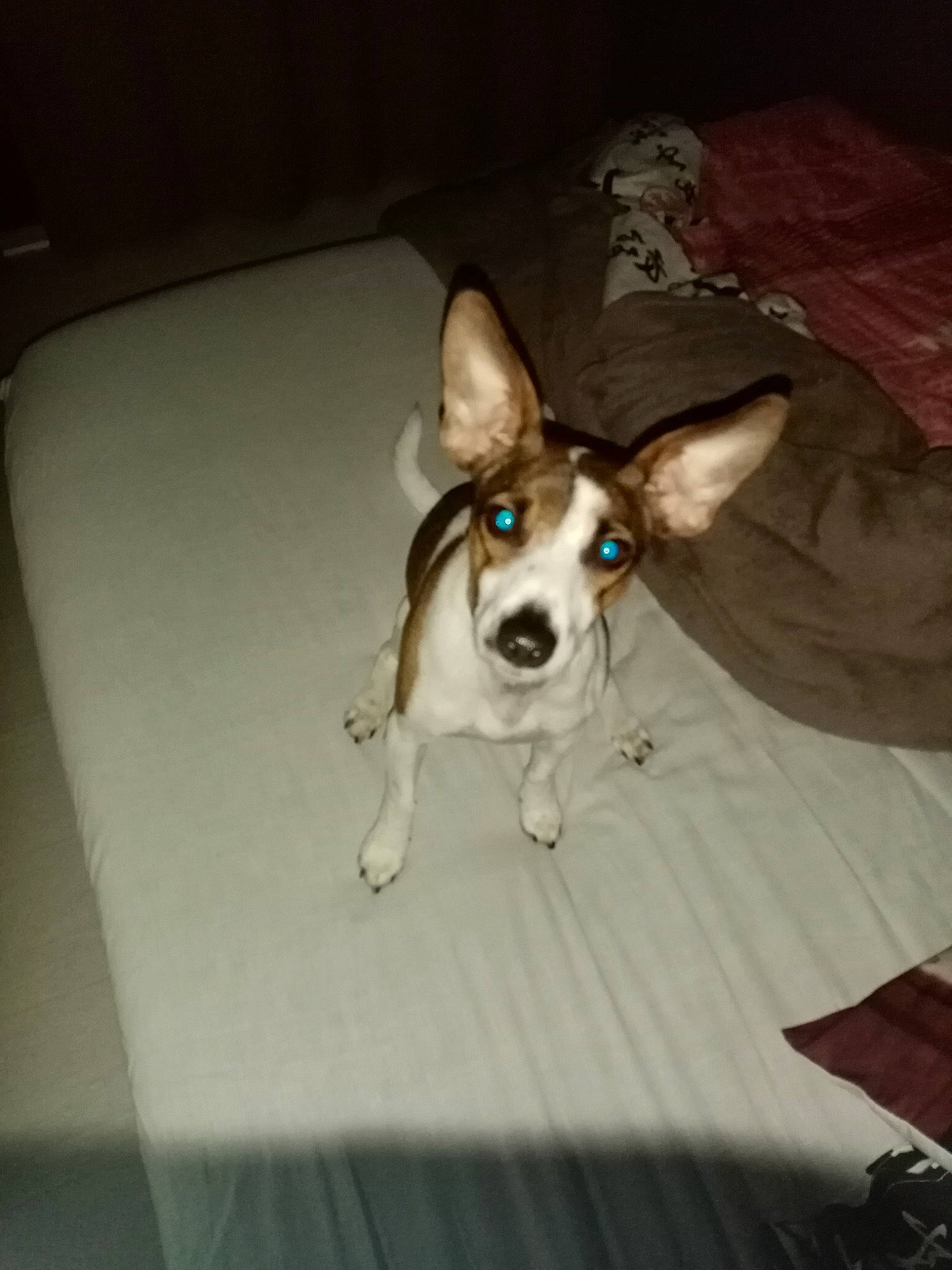 Jack a rejoint le concours — aidez-le/la à gagner de superbes lots ! canidae, cardigan_welsh_corgi, carnivore, companion_dog, corgi_chihuahua, dog, dog_breed, ear, feist, mammal, miniature_fox_terrier, pembroke_welsh_corgi, puppy, rat_terrier, snout, sporting_group, teddy_roosevelt_terrier, tenterfield_terrier, toy_fox_terrier, vertebrate