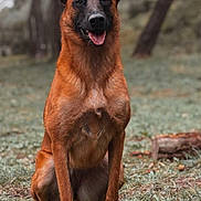 Natsu a rejoint le concours — aidez-le/la à gagner de superbes lots ! dog, belgian_malinois, animal, pet, canine, sitting, grass, forest, outdoor, nature, happy, tongue_out, ears_up, portrait, mammal, brown_fur, black_muzzle, daylight, background_blur, alert