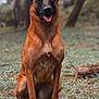 dog, belgian_malinois, animal, pet, canine, sitting, grass, forest, outdoor, nature, happy, tongue_out, ears_up, portrait, mammal, brown_fur, black_muzzle, daylight, background_blur, alert