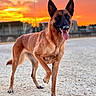 Natsu a rejoint le concours — aidez-le/la à gagner de superbes lots ! animal, background, belgian_malinois, canine, dog, ears_up, fur, gravel, happy, muzzle, nature, one_paw_raised, outdoor, pet, sky, standing, sunset, sunset_sky, tongue_out, walking
