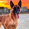 Natsu a rejoint le concours — aidez-le/la à gagner de superbes lots ! alert, animal, background_blur, belgian_malinois, canine, closeup, daylight, dog, ears_up, fur, happy, muzzle, nature, outdoor, pet, portrait, sand, sky, sunset, tongue_out