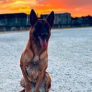 Natsu participe au concours pour gagner de l'argent avec cette photo : animal, blurred_background, brown_fur, canine, colorful_sky, dog, ears_up, evening, gravel, happy, nature, outdoor, pet, portrait, quiet, sitting, sky, sunset, sunset_lighting, tongue_out