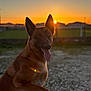 Natsu a rejoint le concours — aidez-le/la à gagner de superbes lots ! dog, german_shepherd, sunset, outdoor, animal, pet, tongue_out, sunlight, silhouette, grass, nature, fence, sky, warm_light, happy, canine, portrait, evening, blurred_background, ears