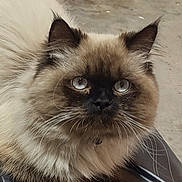 Yuki joined the competition — help win amazing prizes! cat, fluffy, long_hair, blue_eyes, pet, animal, feline, close_up, resting, face, whiskers, ears, fur, looking, indoor, cute, mammal, portrait, tabby, domestic_cat