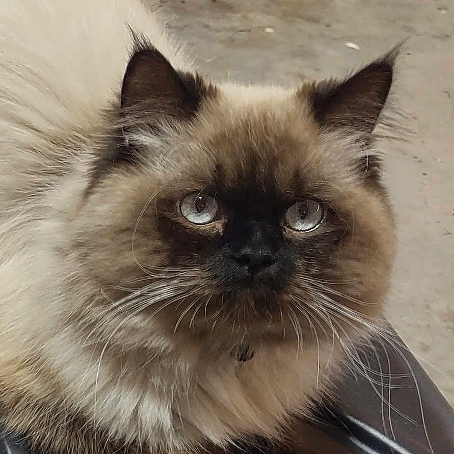 Yuki joined the competition — help win amazing prizes! cat, fluffy, long_hair, blue_eyes, pet, animal, feline, close_up, resting, face, whiskers, ears, fur, looking, indoor, cute, mammal, portrait, tabby, domestic_cat