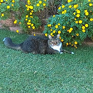 Romeo is registered to the contest to win money with this photo: animal, brick_border, cat, daytime, feline, flowers, garden, grass, greenery, lawn, marigolds, outdoor, pet, plants, resting, sitting, stare, tabby_cat, tail, whiskers