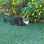 animal, brick_border, cat, daytime, feline, flowers, garden, grass, greenery, lawn, marigolds, outdoor, pet, plants, resting, sitting, stare, tabby_cat, tail, whiskers