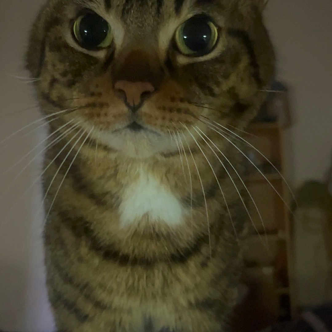 Soquette participe au concours pour gagner de l'argent avec cette photo : animal, cat, close_up, cozy, curious, dim_light, eyes, face, feline, fur, indoor, mammal, nose, pet, soft_surface, standing, striped, tabby, whiskers, white_patch