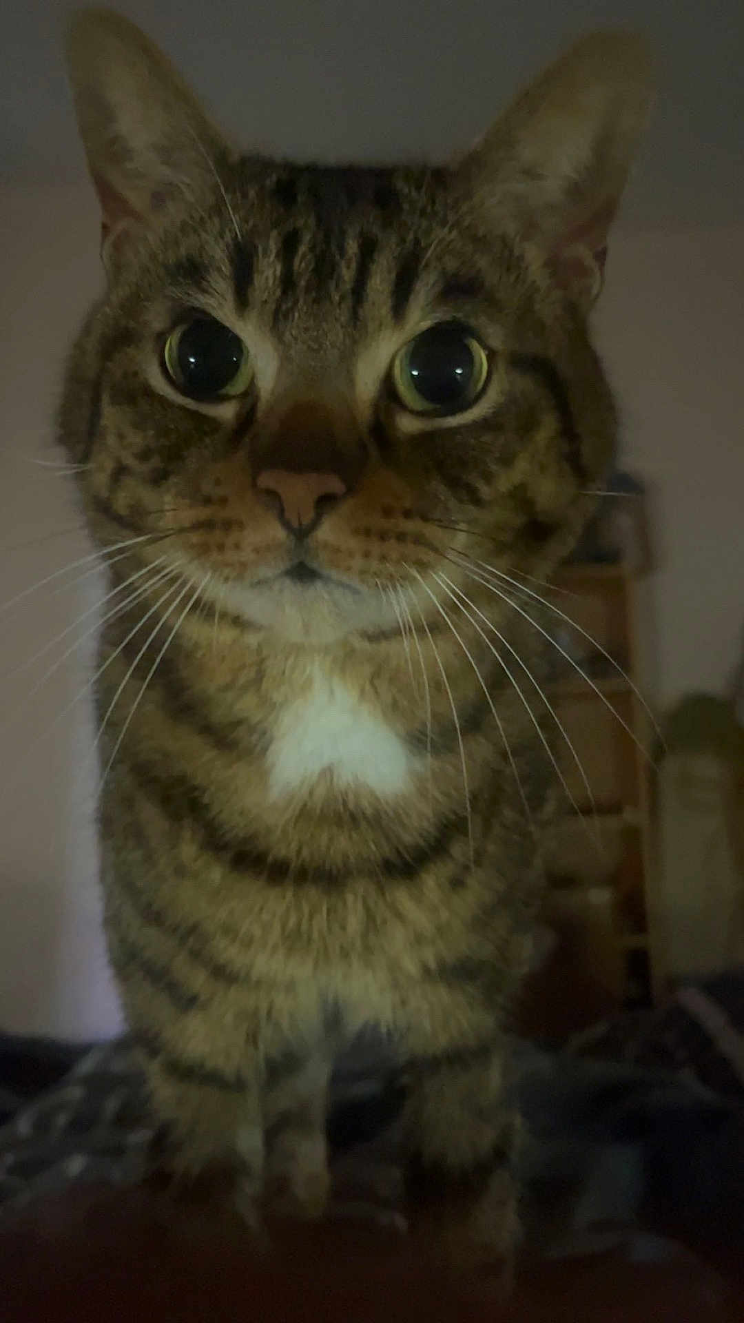 Soquette participe au concours pour gagner de l'argent avec cette photo : animal, cat, close_up, cozy, curious, dim_light, eyes, face, feline, fur, indoor, mammal, nose, pet, soft_surface, standing, striped, tabby, whiskers, white_patch