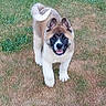 Basal a rejoint le concours — aidez-le/la à gagner de superbes lots ! puppy, dog, grass, outdoor, animal, pet, young_dog, cute, fur, walking, happy, nature, ears, tail, playful, canine, mammal, portrait, summer, friendly