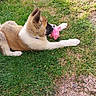 Basal participe au concours pour gagner de l'argent avec cette photo : dog, puppy, grass, toy, pink_pig_toy, lawnmower, outdoor, pet, playing, animal, fur, muzzle, collar, relaxed, greenery, summer, yard, snout, domestic_animal, side_view
