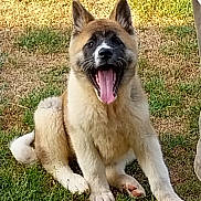 Basal participe au concours pour gagner de l'argent avec cette photo : puppy, dog, grass, outdoor, animal, pet, sitting, tongue, mouth_open, fur, ears, cute, young, canine, nature, playful, daylight, person_partial, paw, expression