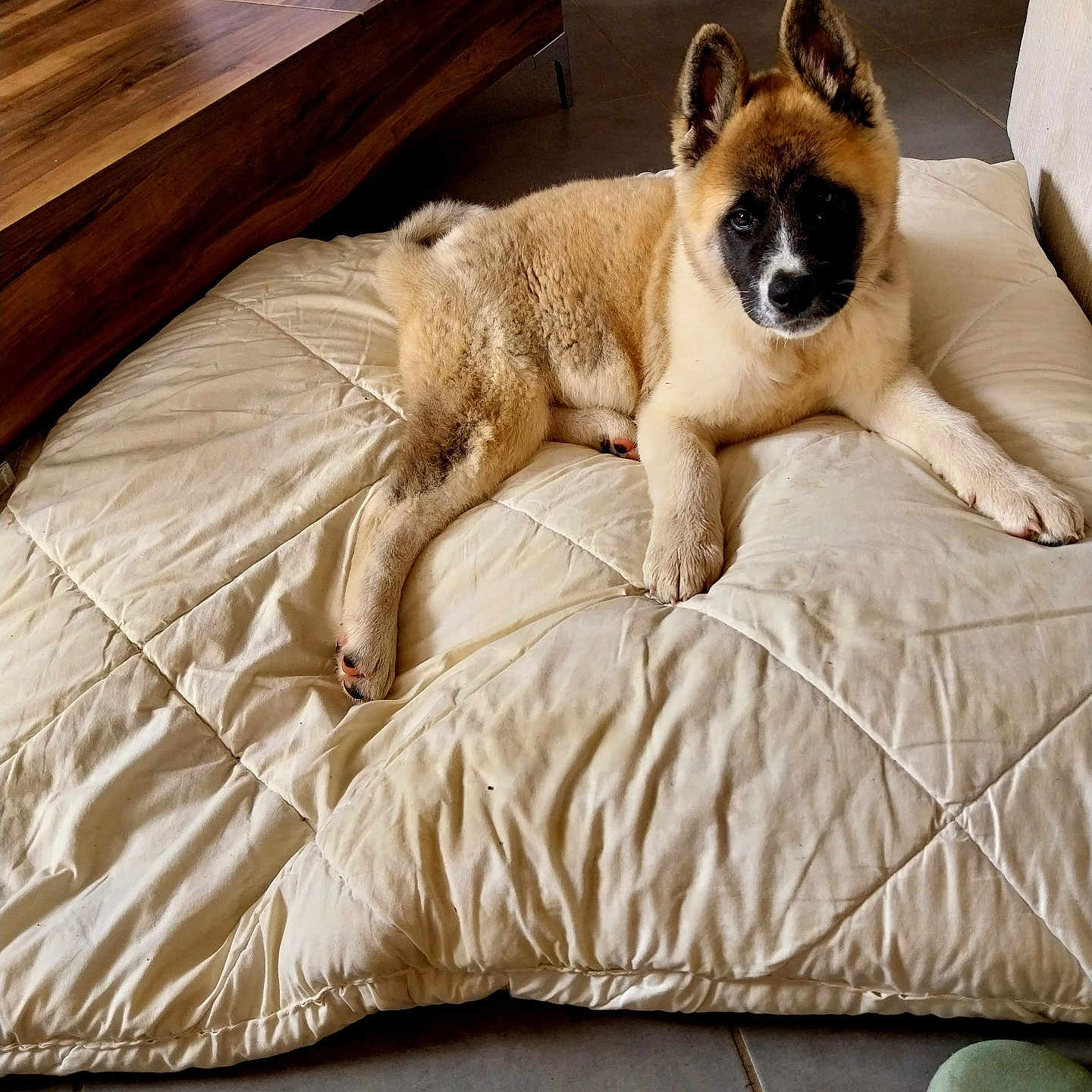 Basal participe au concours pour gagner de l'argent avec cette photo : puppy, dog, indoor, quilt, floor, tile_floor, wooden_table, stone_wall, ear, fur, pet, resting, animal, slipper, curious, cute, light, shadow, cozy, comfort