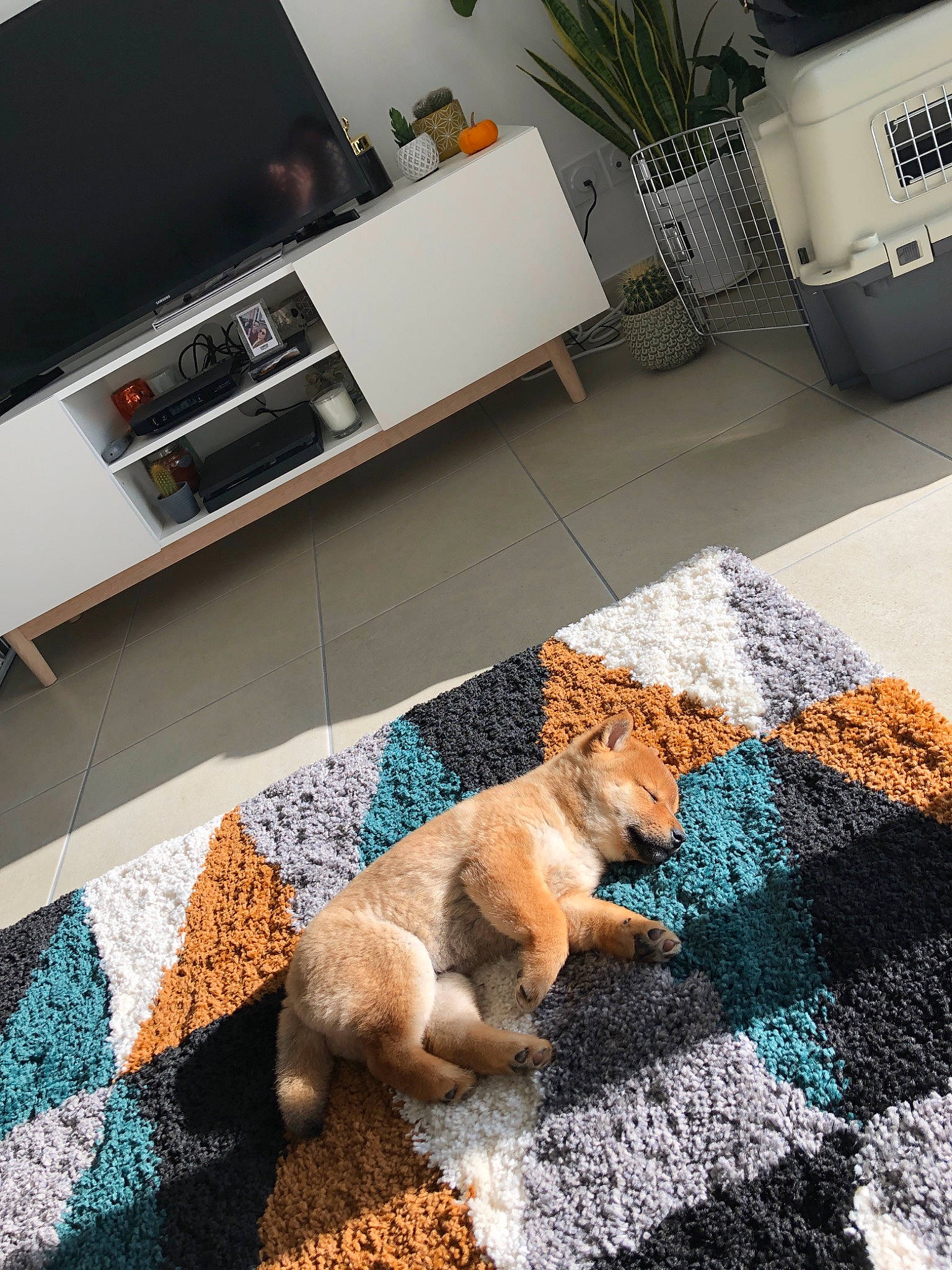 Sanga participe au concours pour gagner de l'argent avec cette photo : canidae, carpet, coffee_table, fawn, floor, flooring, fur, furniture, home, house, interior_design, living_room, mat, puppy, rectangle, room, square, table, textile, tile