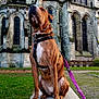 Ohana participe au concours pour gagner de l'argent avec cette photo : dog, sitting, leash, harness, bench, grass, cathedral, gothic_architecture, stone, windows, outdoor, daytime, pet, animal, building, sky, nature, walk, calm, brown_dog