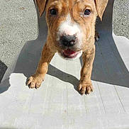 Ohana a rejoint le concours — aidez-le/la à gagner de superbes lots ! puppy, dog, brindle, outdoor, plastic_chair, pet, animal, cute, young, small, curious, sunlight, closeup, face, legs, tail, ground, shadow, looking, playful
