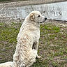 Hank joined the competition — help win amazing prizes! dog, white_dog, sitting, outdoor, nature, grass, river, water, cloudy_sky, mud, vegetation, side_view, calm, peaceful, animal, pets, landscape, field, rural, fur