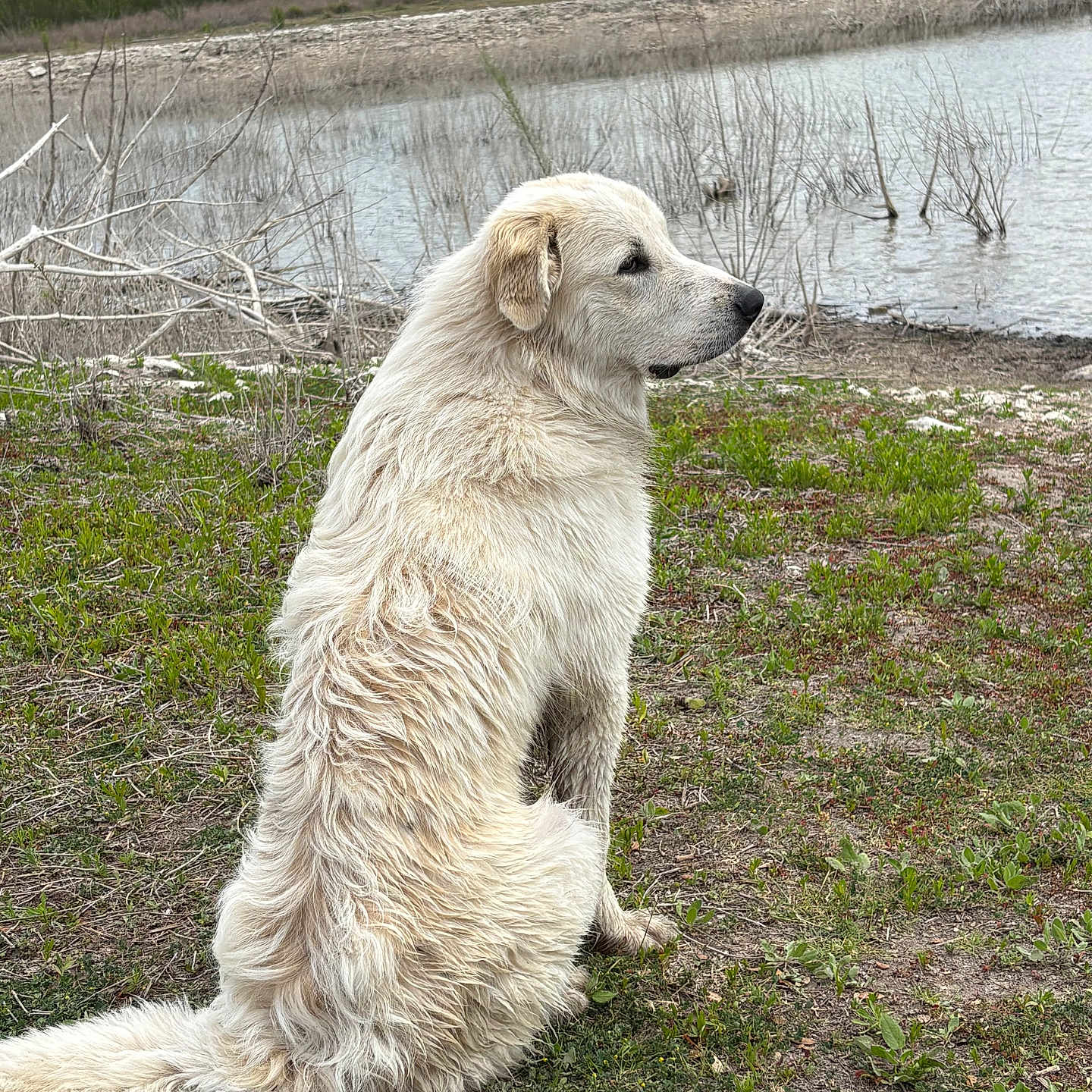 Hank joined the competition — help win amazing prizes! dog, white_dog, sitting, outdoor, nature, grass, river, water, cloudy_sky, mud, vegetation, side_view, calm, peaceful, animal, pets, landscape, field, rural, fur