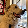 dog, white_dog, fluffy, pet, tongue_out, window, indoor, quilt, wall_hanging, natural_light, happy, fur, close_up, portrait, animal, domestic_animal, sitting, side_view, cozy, house