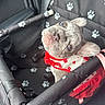 Lucy joined the competition — help win amazing prizes! dog, puppy, french_bulldog, pet_car_seat, car_interior, paw_prints, harness, red, white, black, cute, pet, animal, looking_up, sitting, young, fur, ears, face, collar