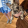 puppy, french_bulldog, dog, pet, indoor, person, hand, clothing, jacket, cardigan, shorts, sneakers, wooden_floor, striped, blue, brown, cute, sleepy, animal, holding