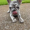 Lucy is registered to the contest to win money with this photo: puppy, dog, french_bulldog, tongue_out, close_up, outdoor, grass, trees, concrete, cute, animal, pet, lying_down, adorable, young, ears_up, playful, nature, mammal, friendly