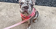 Lucy joined the competition — help win amazing prizes! puppy, french_bulldog, dog, pet, animal, cute, sitting, pink_harness, leash, outdoor, concrete, gravel, ears, face, eyes, young, small, curious, closeup, adorable
