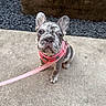 puppy, french_bulldog, dog, pet, animal, cute, sitting, pink_harness, leash, outdoor, concrete, gravel, ears, face, eyes, young, small, curious, closeup, adorable