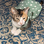 Peaches is registered to the contest to win money with this photo: cat, calico_cat, pet, animal, carpet, patterned_carpet, green_dress, polka_dot, indoor, floor, fan, pet_bowl, furniture, domestic_animal, resting, cute, costume, fabric, home, closeup