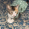 cat, calico_cat, pet, animal, carpet, patterned_carpet, green_dress, polka_dot, indoor, floor, fan, pet_bowl, furniture, domestic_animal, resting, cute, costume, fabric, home, closeup