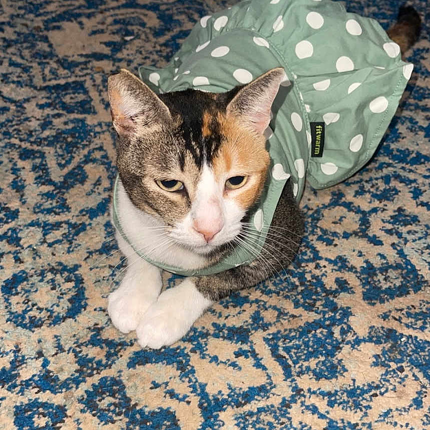 Peaches is registered to the contest to win money with this photo: cat, calico_cat, pet, animal, carpet, patterned_carpet, green_dress, polka_dot, indoor, floor, fan, pet_bowl, furniture, domestic_animal, resting, cute, costume, fabric, home, closeup
