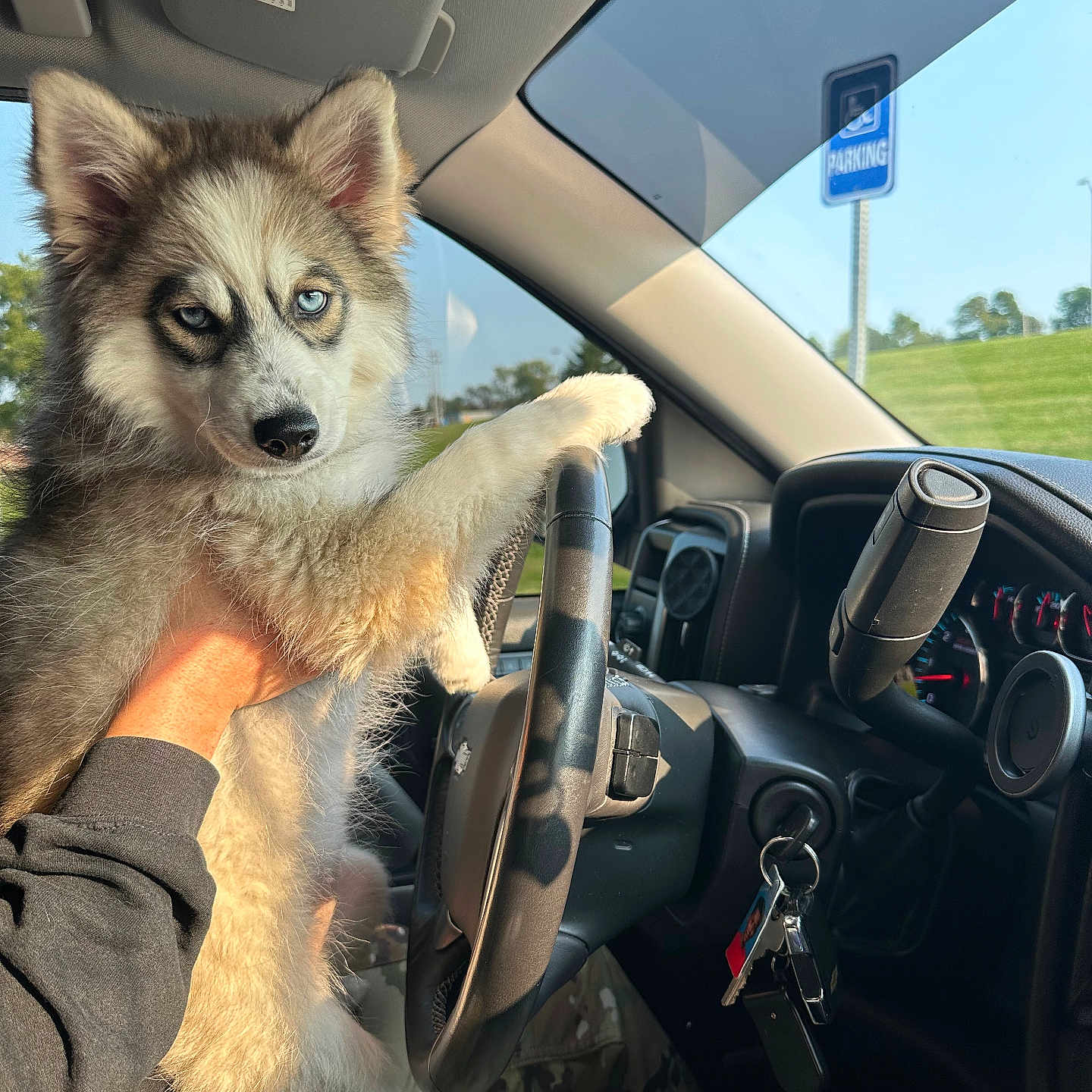 Nukkie joined the competition — help win amazing prizes! adult, alloywheel, animal, canine, car, carwheel, dog, driving, female, husky, machine, person, pet, puppy, spoke, tire, transportation, vehicle, wheel, woman
