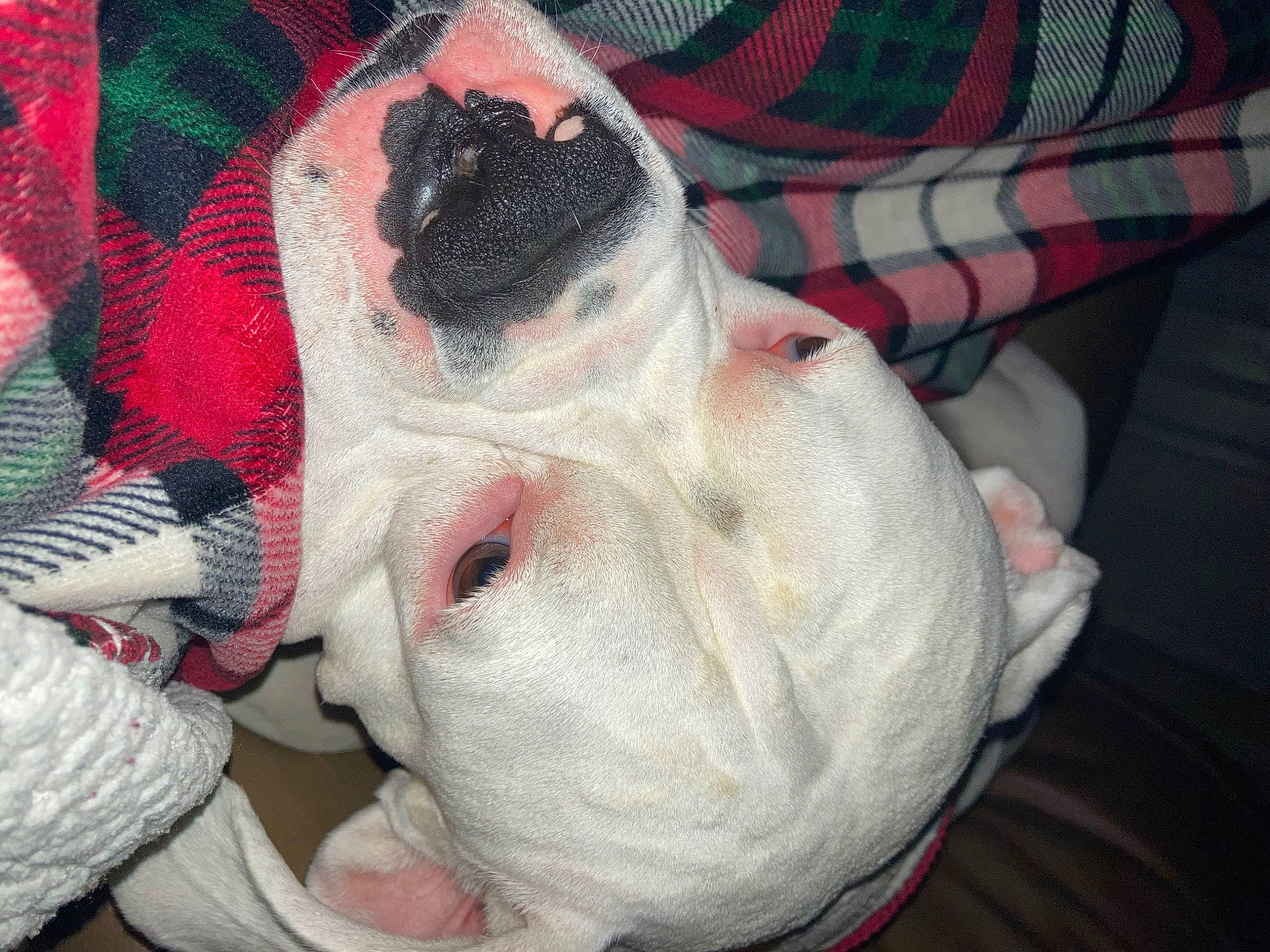 Harley joined the competition — help win amazing prizes! canidae, carmine, carnivore, comfort, companion_dog, dog, dog_breed, dog_supply, fawn, fur, linens, pattern, paw, snout, sporting_group, terrestrial_animal, toy_dog, whiskers, working_animal, wrinkle