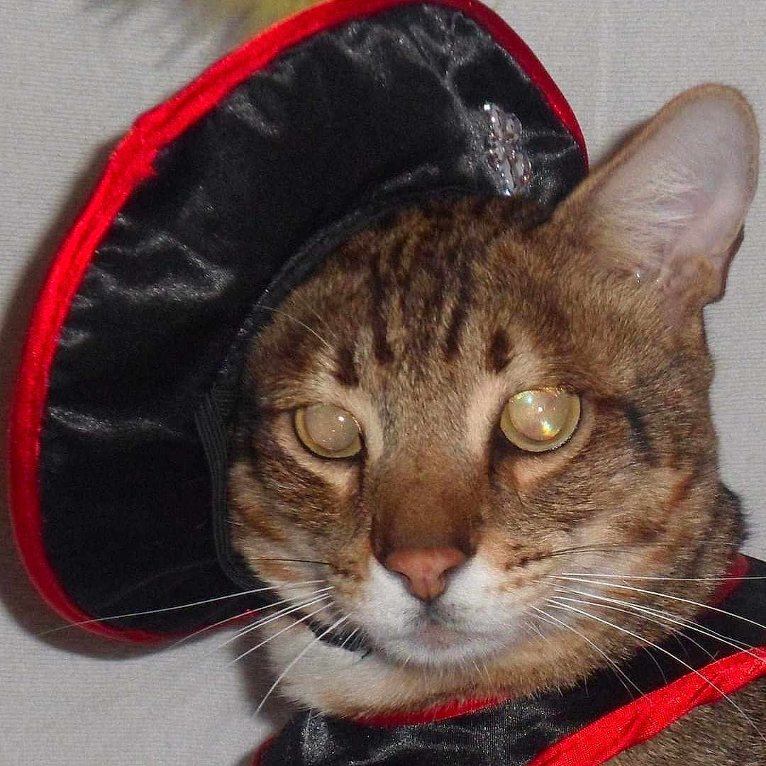 Taco Peanut is registered to the contest to win money with this photo: cat, tabby_cat, pet, animal, portrait, close_up, face, eyes, whiskers, ears, brown_fur, striped_fur, costume, black_fabric, red_trim, indoor, looking_at_camera, funny, cute, photography