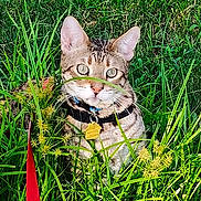 Jacob'S Splendor joined the competition — help win amazing prizes! alert, animal, cat, closeup, collar, domestic, eyes, fur, grass, greenery, leash, mammal, nature, outdoor, pet, plant, sunlight, tabby, tag, whiskers