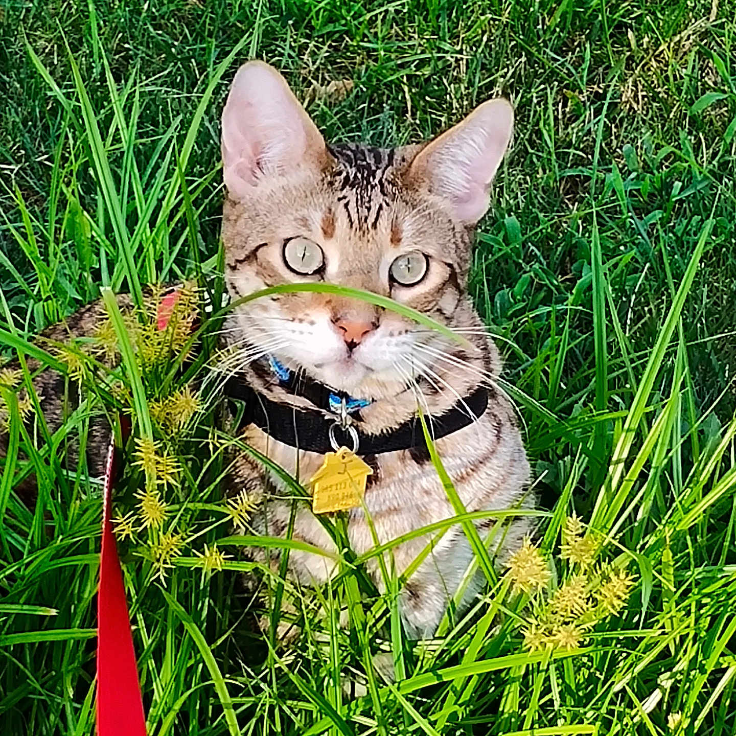 Jacob'S Splendor joined the competition — help win amazing prizes! alert, animal, cat, closeup, collar, domestic, eyes, fur, grass, greenery, leash, mammal, nature, outdoor, pet, plant, sunlight, tabby, tag, whiskers