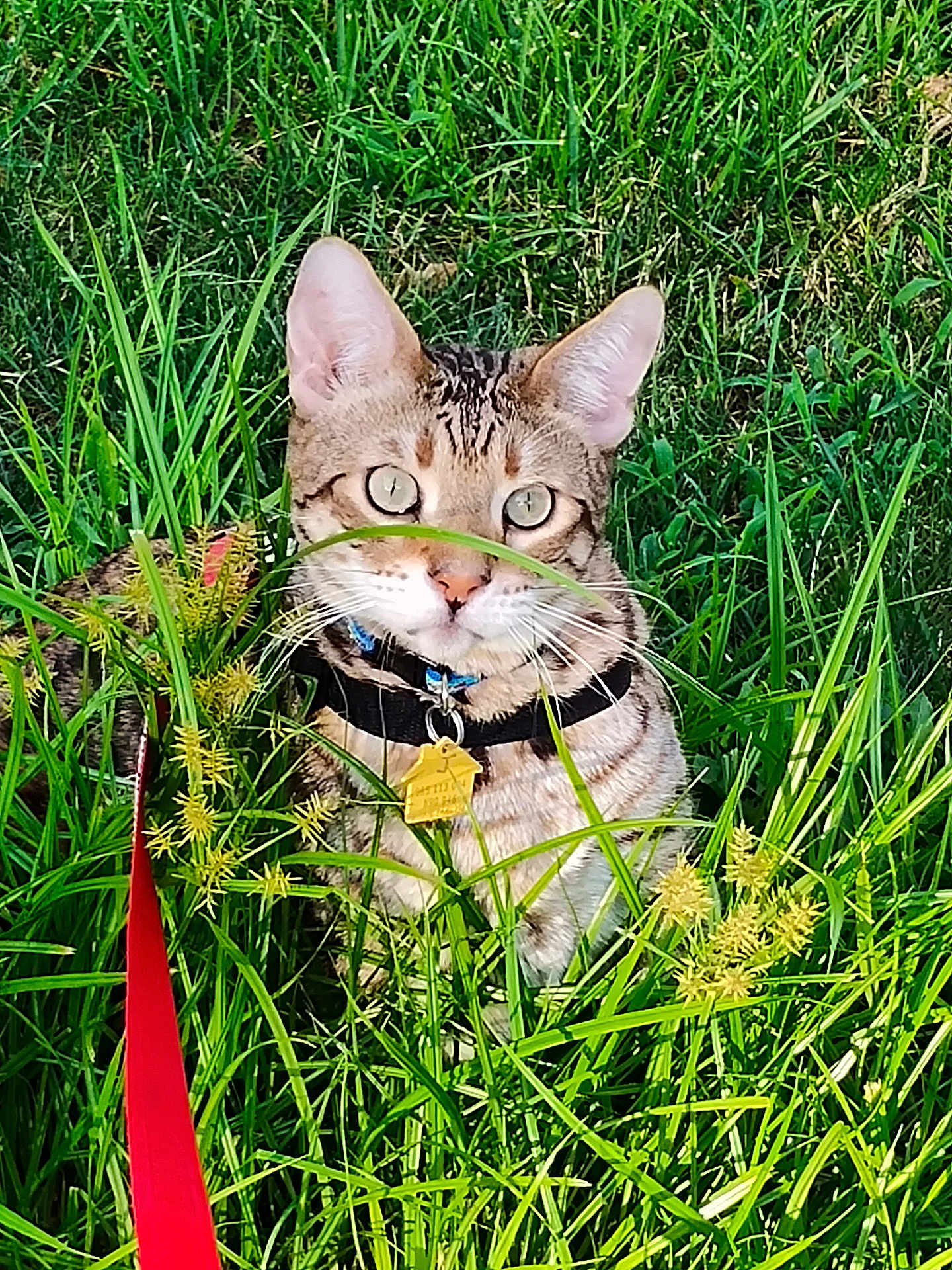 Jacob'S Splendor joined the competition — help win amazing prizes! alert, animal, cat, closeup, collar, domestic, eyes, fur, grass, greenery, leash, mammal, nature, outdoor, pet, plant, sunlight, tabby, tag, whiskers