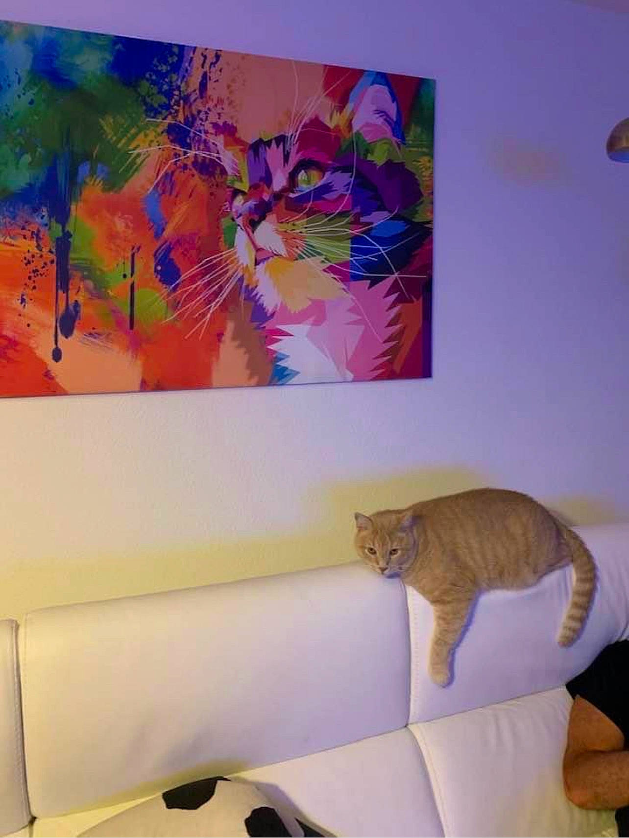 Crapou a rejoint le concours — aidez-le/la à gagner de superbes lots ! art, chair, comfort, couch, felidae, interior_design, lamp, living_room, magenta, paint, painting, plant, purple, rectangle, small_to_medium_sized_cats, studio_couch, tail, textile, wall, wood