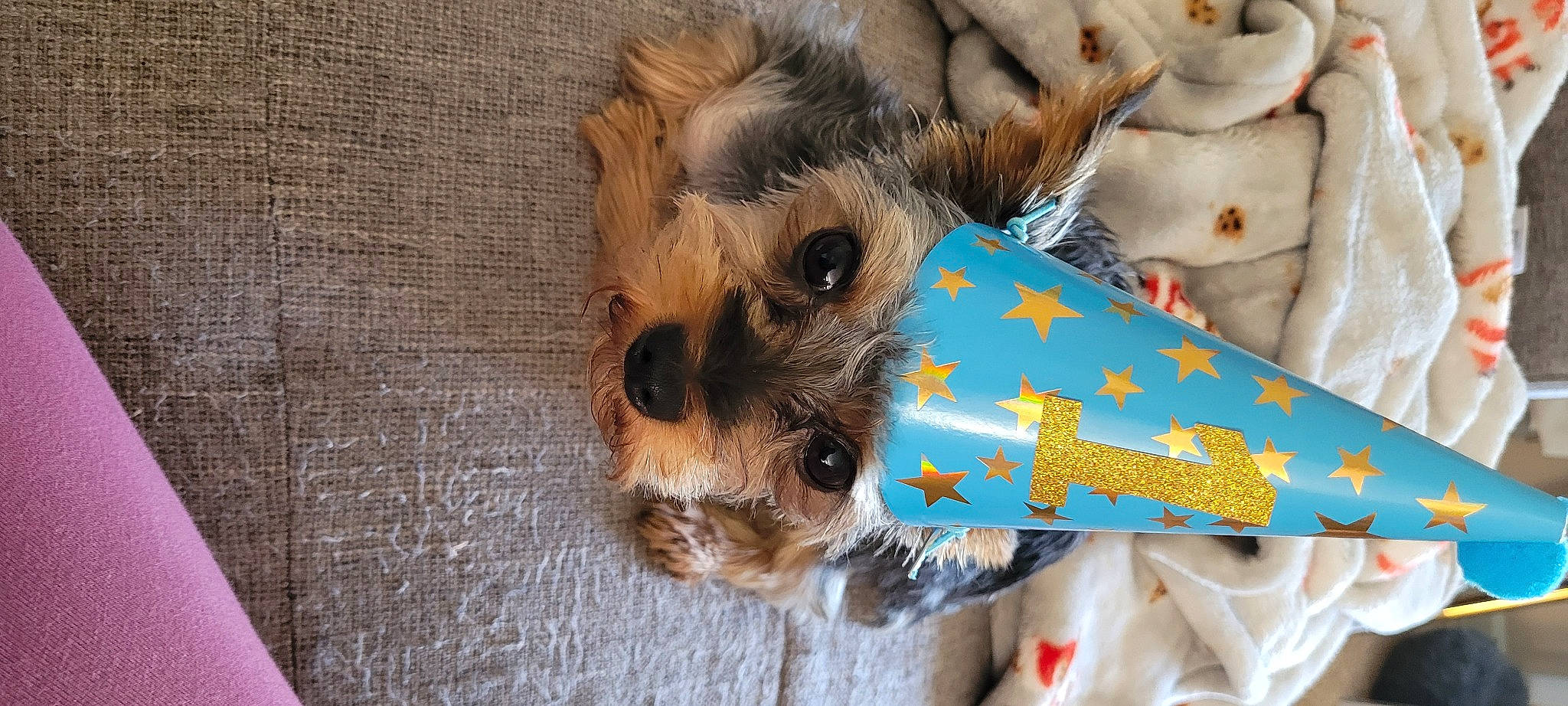 Braxton joined the competition — help win amazing prizes! canidae, carnivore, companion_dog, dog, dog_breed, dog_clothes, dog_supply, fawn, felidae, fur, snout, sporting_group, stuffed_toy, sunglasses, terrier, toy_dog, whiskers, wood, working_animal, yorkshire_terrier