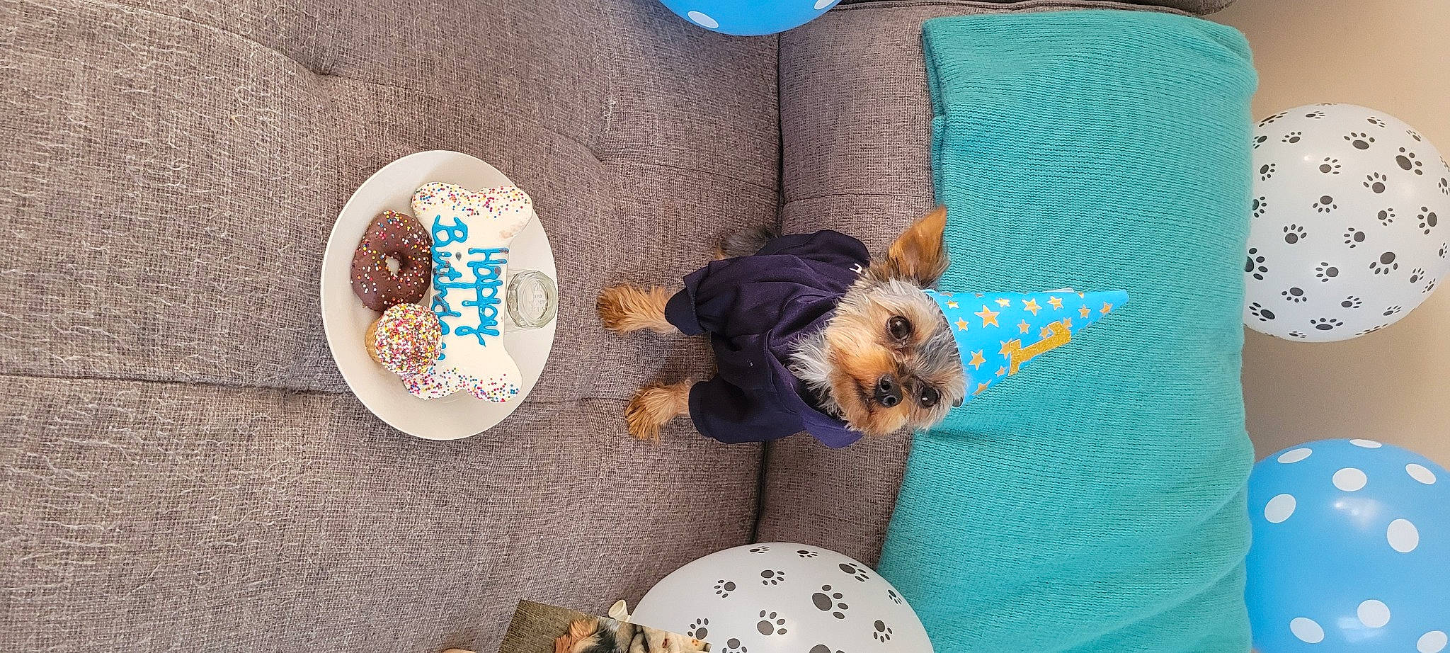 Braxton is registered to the contest to win money with this photo: bowl, carnivore, circle, companion_dog, dishware, dog, dog_breed, dog_clothes, dog_supply, fawn, fur, hat, mammal, pet_supply, plate, platter, serveware, tableware, toy_dog, vertebrate